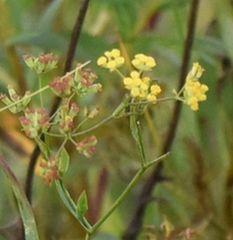 Bupleurum