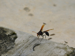 Delta pyriforme circinale