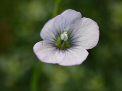 Linum bienne