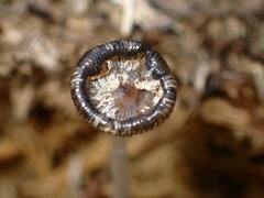 Coprinopsis cinerea