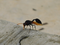 Delta pyriforme circinale