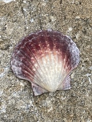 Pecten fumatus