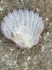 Pecten fumatus
