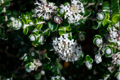 Pimelea nivea