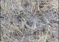 Motacilla cinerea