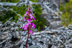 Stylidium