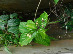 Clerodendrum thomsoniae
