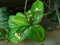 Clerodendrum thomsoniae