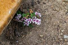 Pelargonium australe