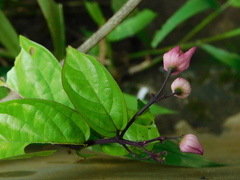 Clerodendrum thomsoniae