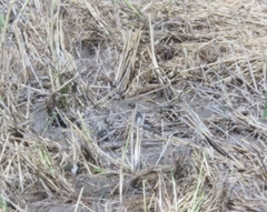 Motacilla cinerea