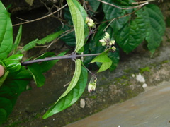 Clerodendrum thomsoniae