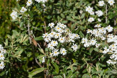 Olearia phlogopappa