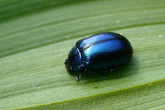 Chrysolina coerulans