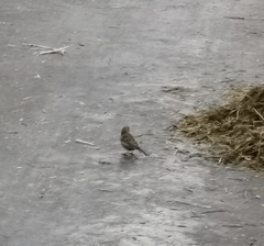 Emberiza citrinella