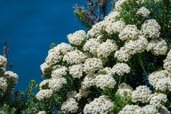 Ozothamnus reticulatus