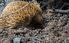 Tachyglossus aculeatus setosus