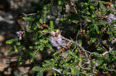 Melaleuca gibbosa