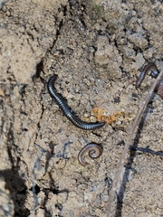 Anaulaciulus tonginus