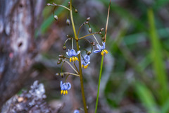 Dianella tasmanica