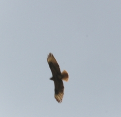 Buteo buteo vulpinus