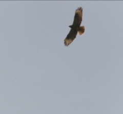 Buteo buteo vulpinus