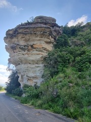 Dais cotinifolia