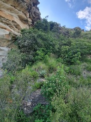 Dais cotinifolia