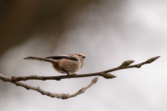 Aegithalos caudatus caudatus