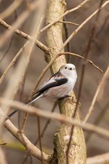 Aegithalos caudatus caudatus