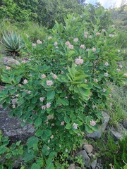 Dais cotinifolia