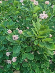 Dais cotinifolia