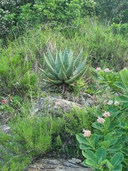Aloe marlothii