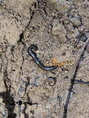 Anaulaciulus tonginus