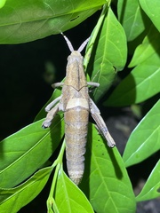 Pamphagidae