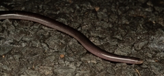 Typhlopidae