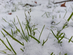 Poa annua