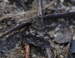 Notocrambus cuprealis
