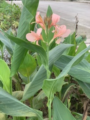 Canna × generalis