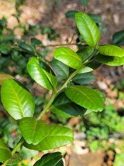 Atalantia buxifolia image