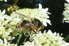 Cheilosia illustrata