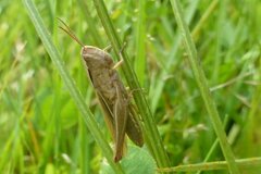 Chorthippus albomarginatus