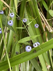 Dianella nigra