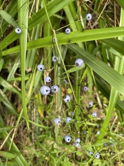 Dianella nigra