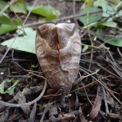 Eudocima serpentifera