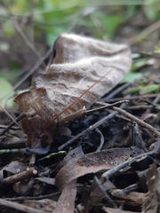 Eudocima serpentifera
