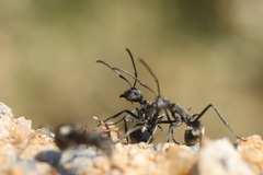 Polyrhachis dives