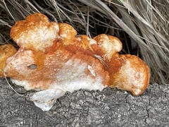 Piptoporus australiensis