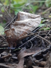 Eudocima serpentifera