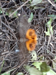 Eudocima serpentifera